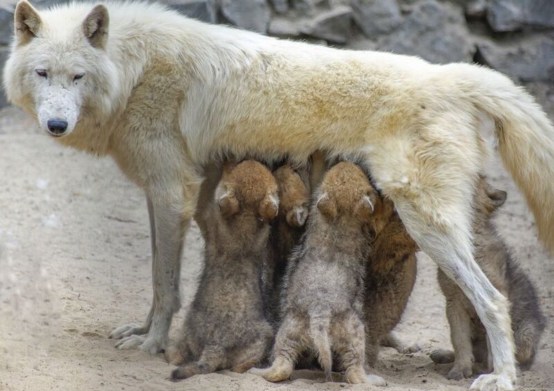 Волкиphoto preview