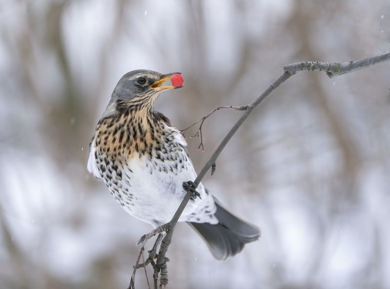 птицы,природа, зима Дрозд рябинникphoto preview