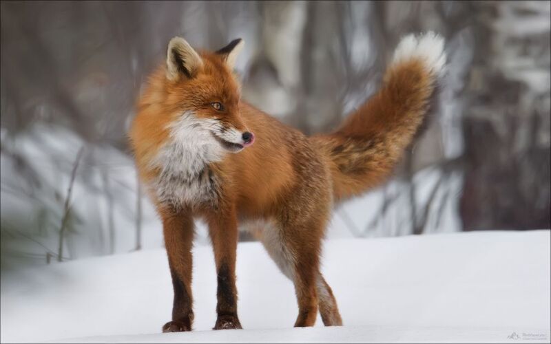 лис, лиса, fox, заказник красный бор, красный бор, фототур в красный бор, беларусь, фототуры 2026 Хвост пистолетомphoto preview