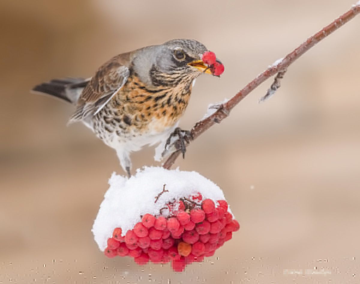 bird of prey, animal, birds, bird, animal wildlife, nature, animals in the wild, птицы, птица, рябинник, дрозд-рябинник Рябиноед рябинникphoto preview