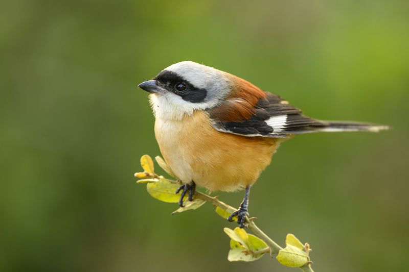 Крошечный Зорроphoto preview