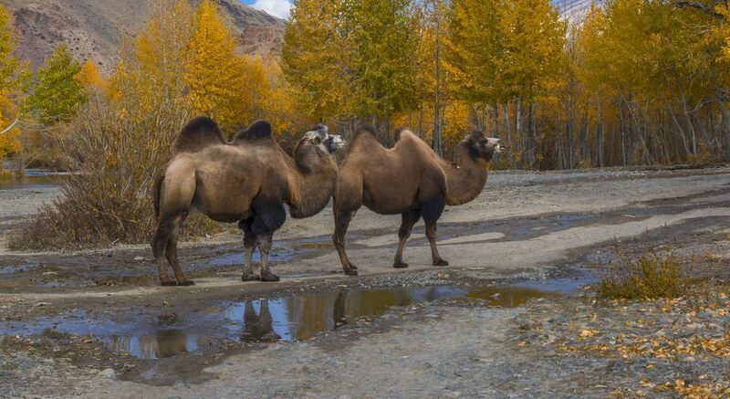 россия, горный алтай, верблюды, пара, осень Верблюды на Алтаеphoto preview