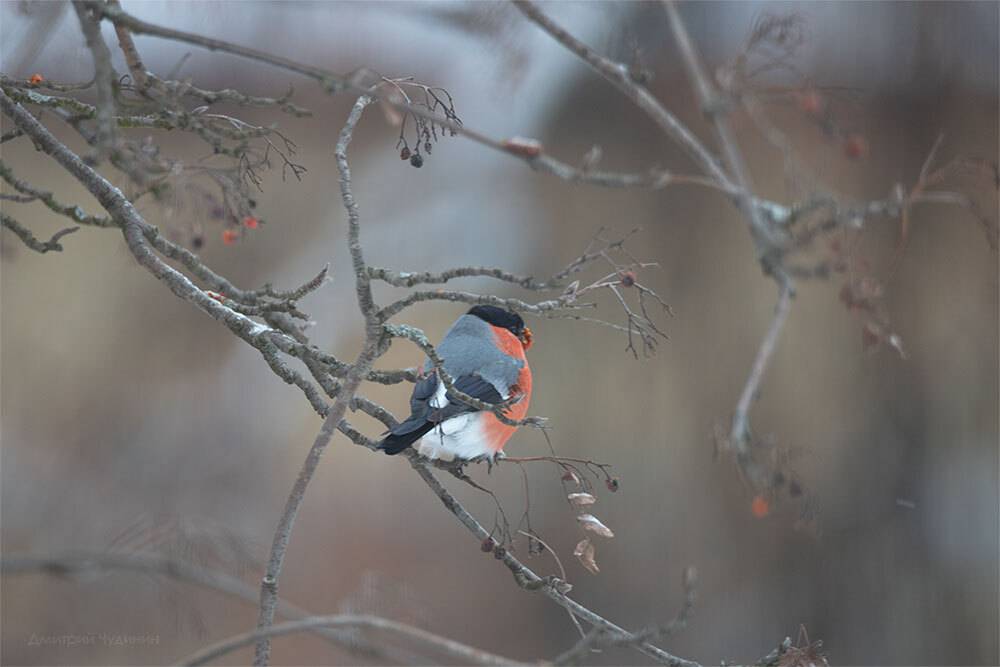 , Чудинин Дмитрий