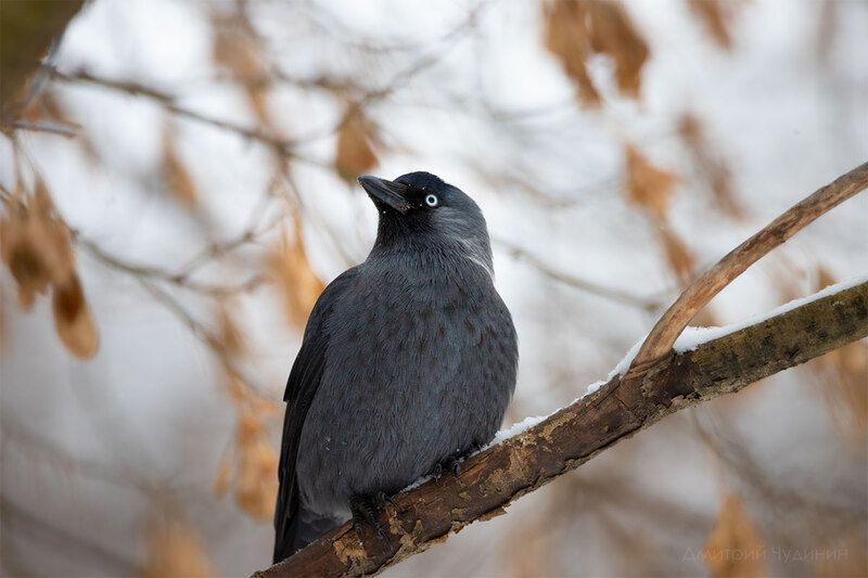 Думы о жизниphoto preview