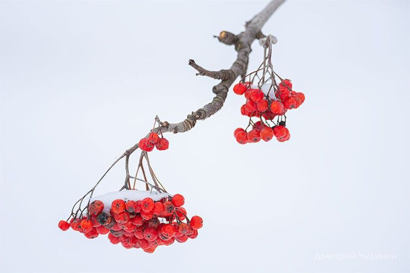 Рябинаphoto preview