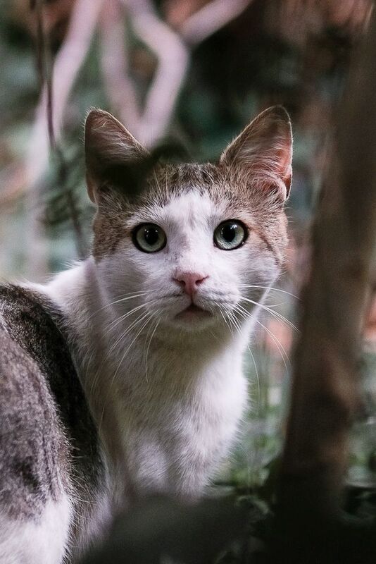 Котэ фото превью