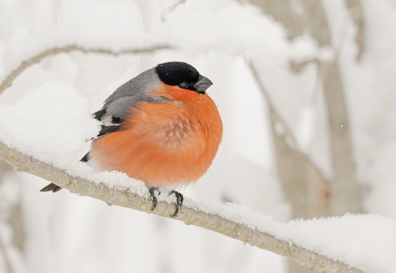 Колобокphoto preview