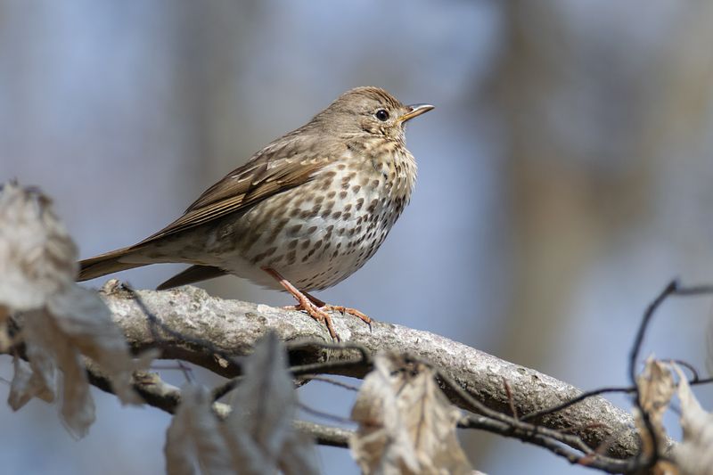 певчий дрозд ,turdus philomelos, ставрополь Певчий дрозд (лат. Turdus philomelos)photo preview