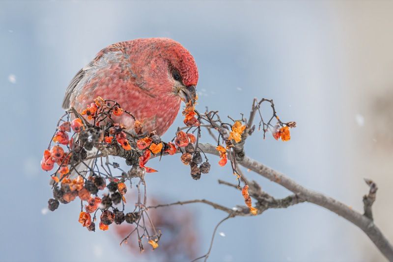щур, птицы, рябина photo preview