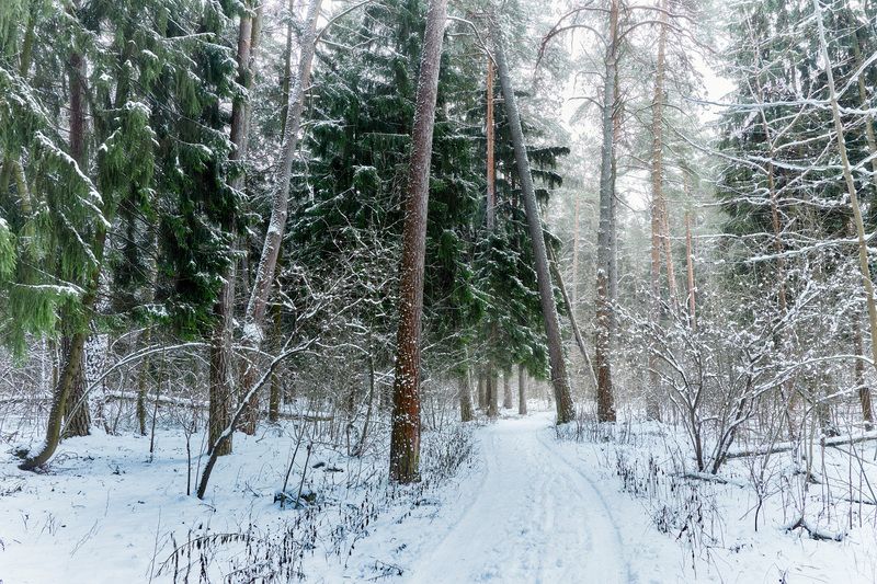 лес, деревья, листва, снег В зимнем лесуphoto preview
