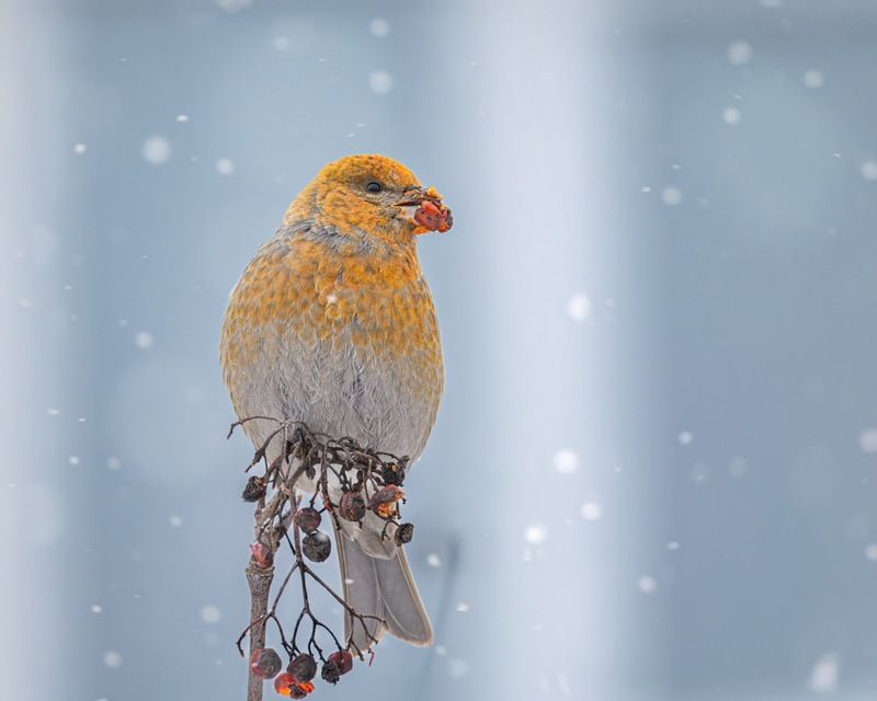 щур, птицы Новогодний щурphoto preview