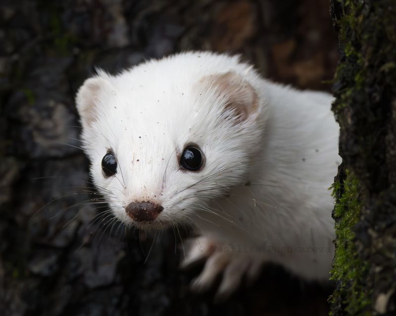 ласка Покажи, что там у тебя? фото превью