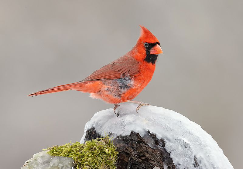 красный кардинал, northern cardinal, cardinal,кардинал, зима,winter С Новым Годом! Красный кардинал - Northern Cardinalphoto preview