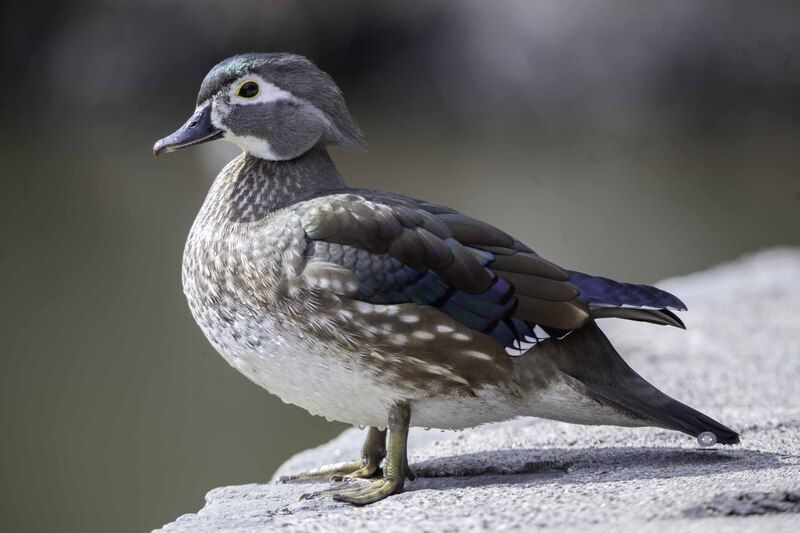 Wood duckphoto preview