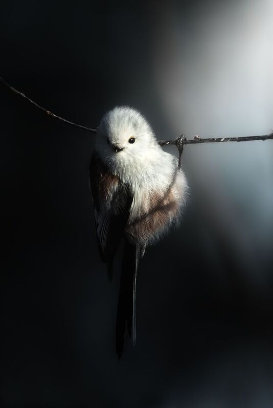 wildlife, birdwatching, nature, bird photography, птица, фотоохота, природа, ополовник, длиннохвостая синица Ополовник photo preview