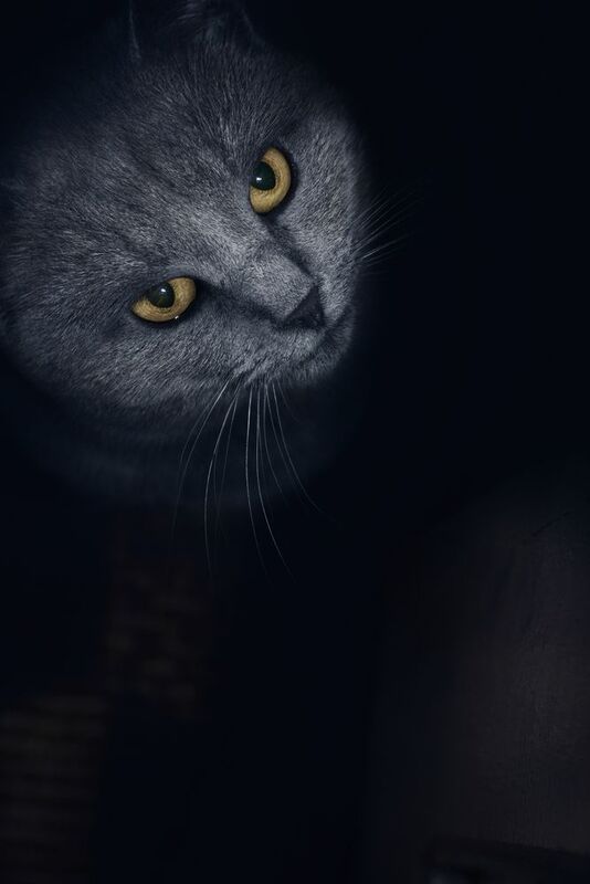 serbia, marko, radovanovic, cat, kitty, eyes, yellow, fur, fluffy, animal, friend, pet, cute, dark, moody, waiting, home, hungry, Friend of minephoto preview