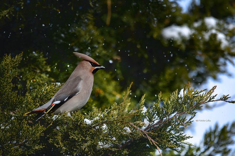 фотоохота, птица, зима, 1января, свиристель Первый пошёл.photo preview