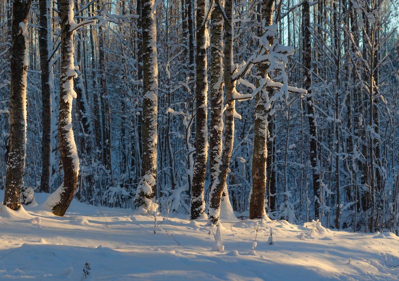 зима, лес  photo preview