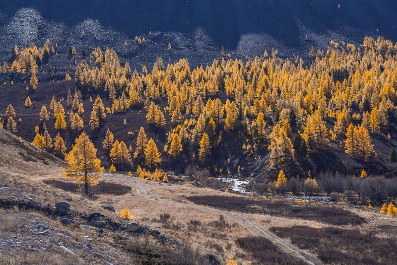россия, горный алтай,осень, лиственницы Лиственницы на склонеphoto preview