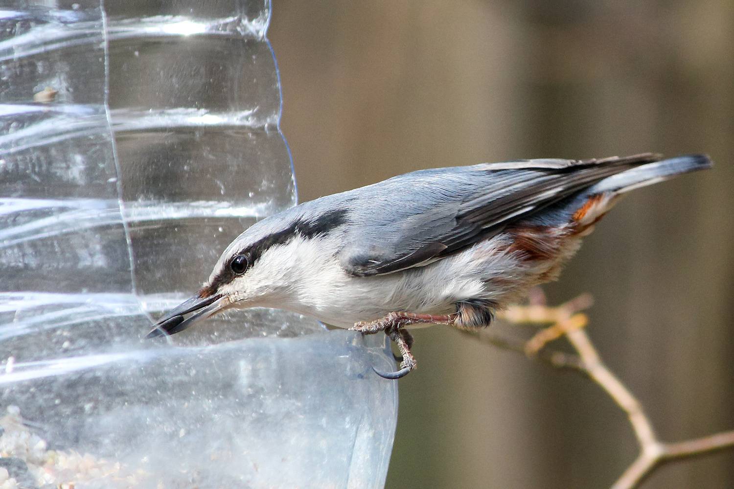поползень, обыкновенный поползень, ямщик, sitta europaea, КарОл