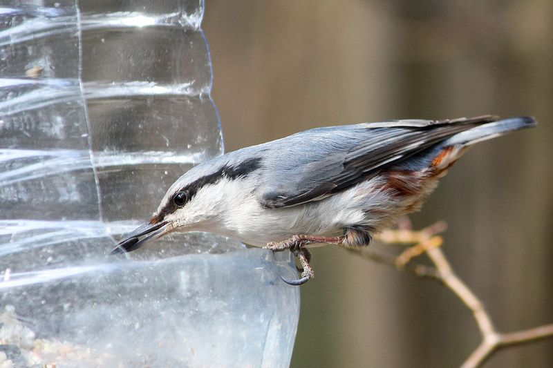 поползень, обыкновенный поползень, ямщик, sitta europaea Семечкаphoto preview