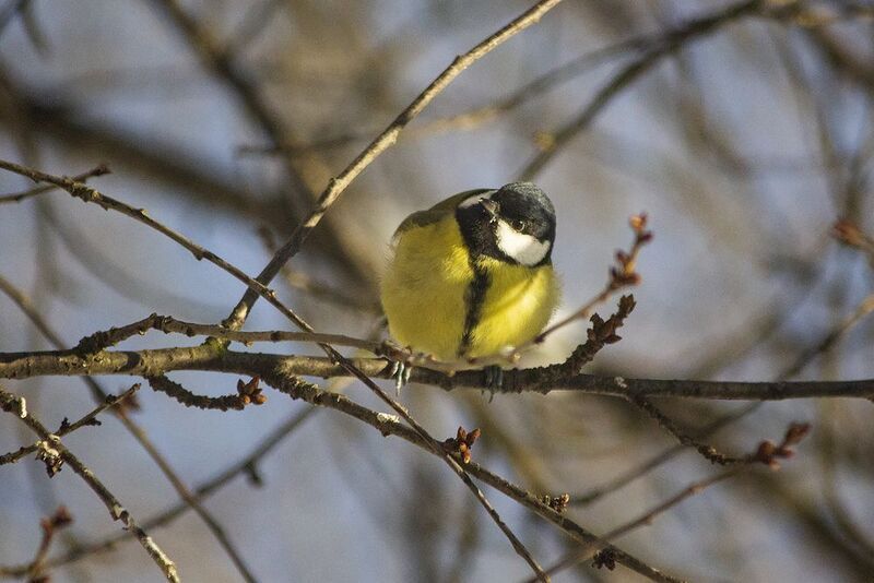 зимующие птицы, зима, кормушка, синички Синички фото превью