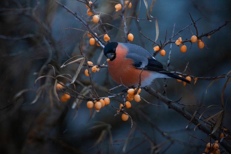 природа, лес, поля, огороды, животные, птицы, макро В меру упитанныйphoto preview