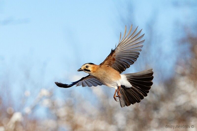 Сойкаphoto preview