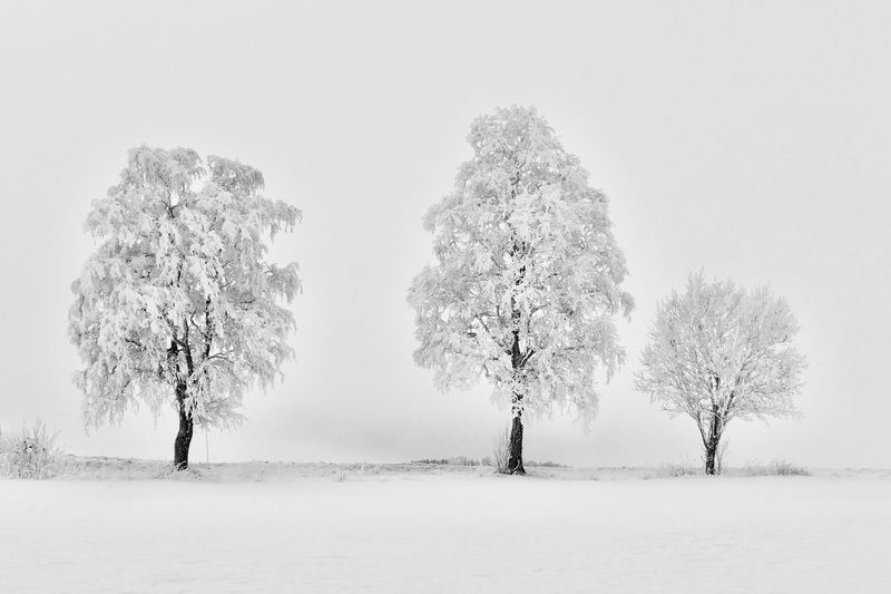 Landscapes, Winter, Frost, Tree, Cold, Misty, Norway,  Зимнее триоphoto preview