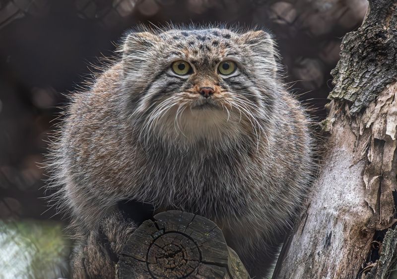 Манулыphoto preview