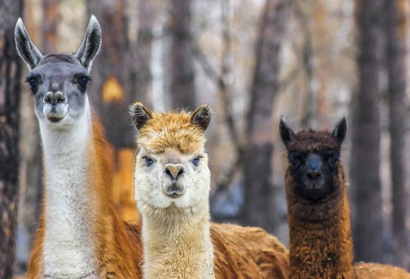 Ламы и альпаки фото превью