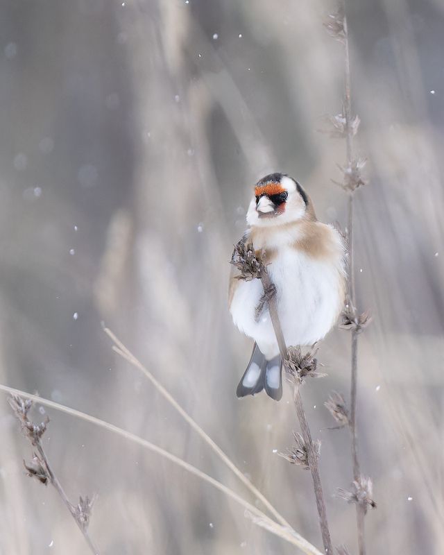 птички, фотоохота, щегол Черноголовые щеглыphoto preview