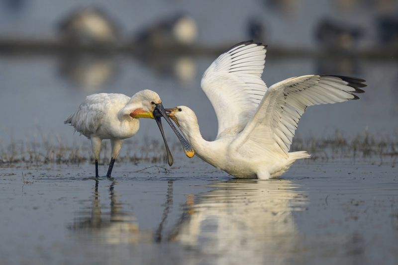 Пора уже самому рыбу ловитьphoto preview