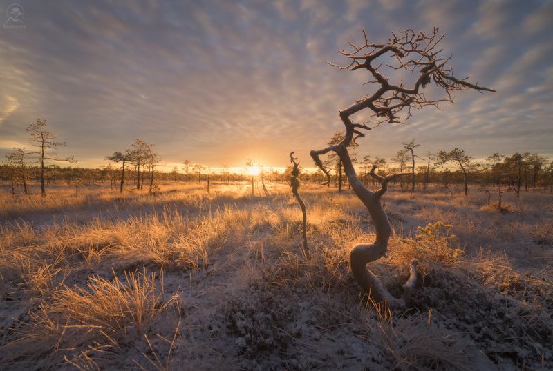 ленобласть, болота, болото На болотахphoto preview