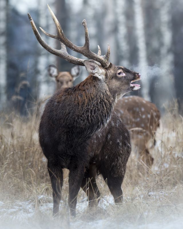 Пятнистый олень (Cervus nippon) photo preview