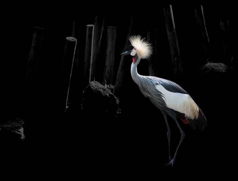 Чёрный венценосный журавльphoto preview