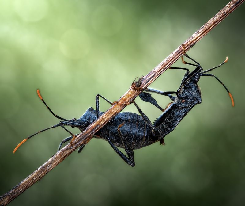 beetle, insect, fall, autumn, stink bug, macro, leaves, season, seasons, camouflage, camouflaged, Spring spiritphoto preview