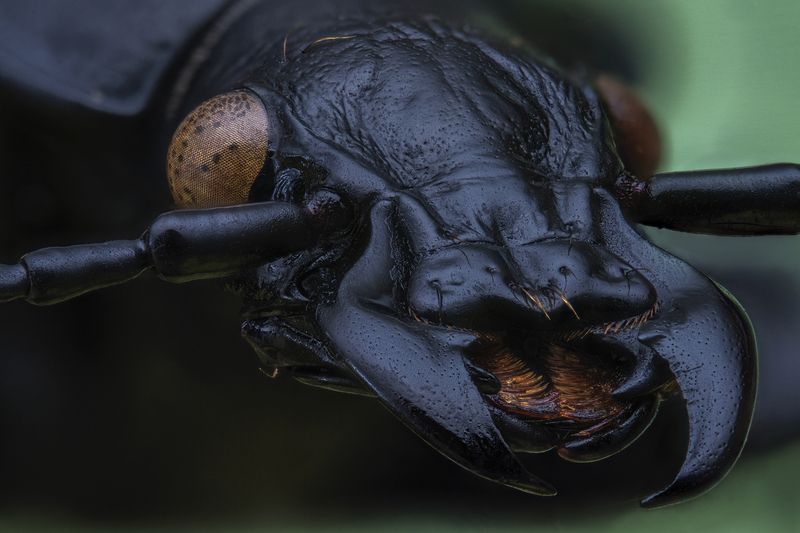 macro (Carabus coriaceus) photo preview
