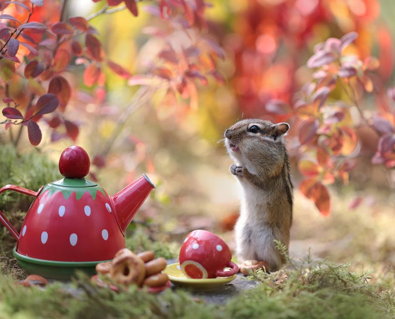 нерюнгри, бурундук, якутия, дикие_животные, женялевина, евгениялевина, животныеякутии, бурундукиибелкилевиной Чай с бубликамиphoto preview