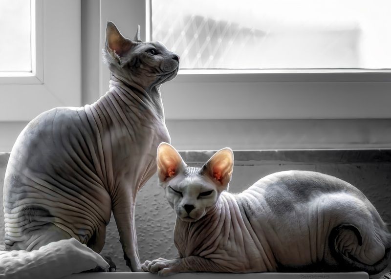 Кошки ?  Маня и Лина photo preview