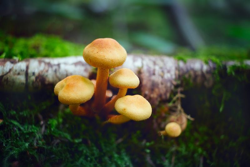 грибы, лес Грибочкиphoto preview