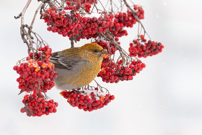 рябина, щур, птицы Щурский райphoto preview
