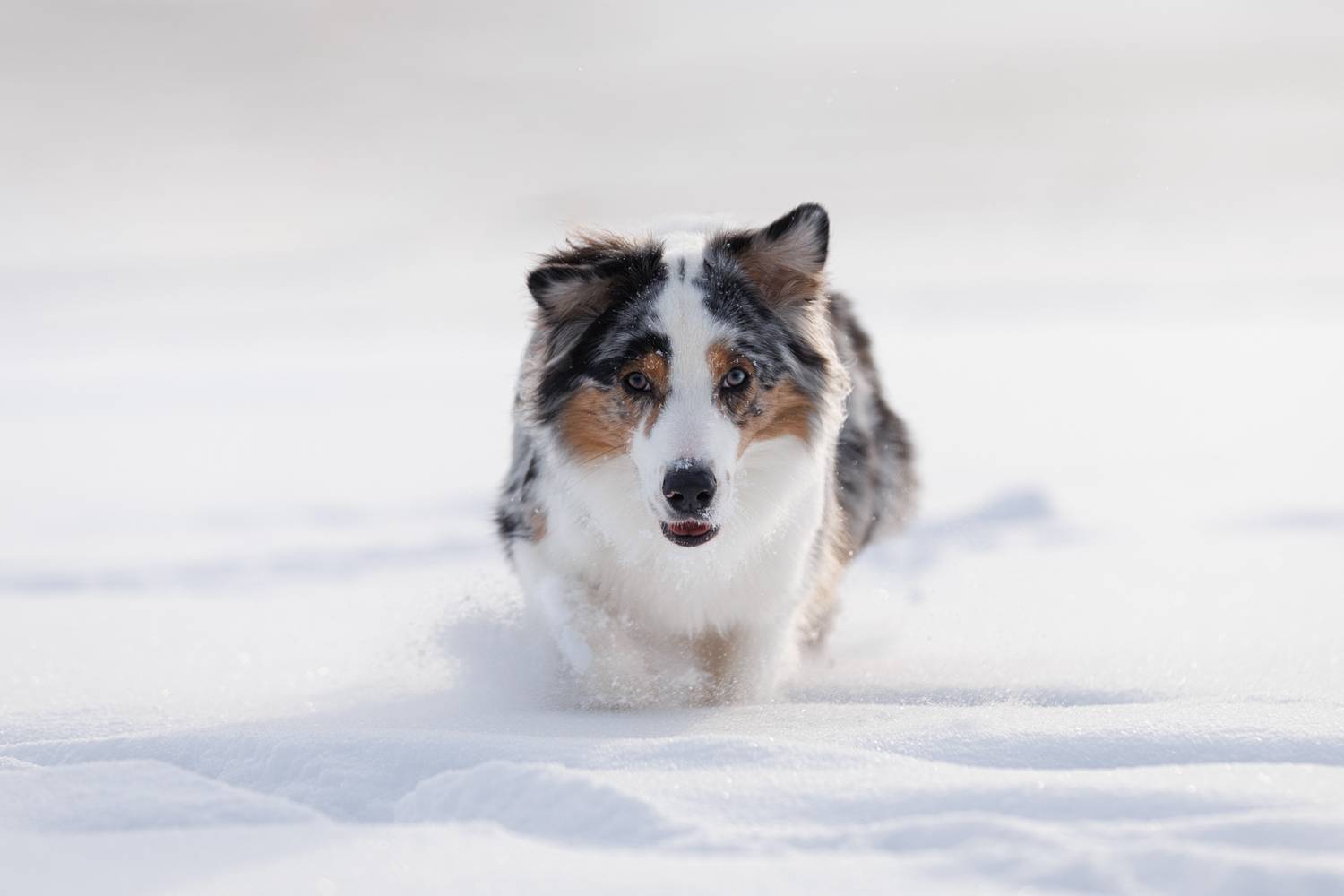 , Шерскова Мария