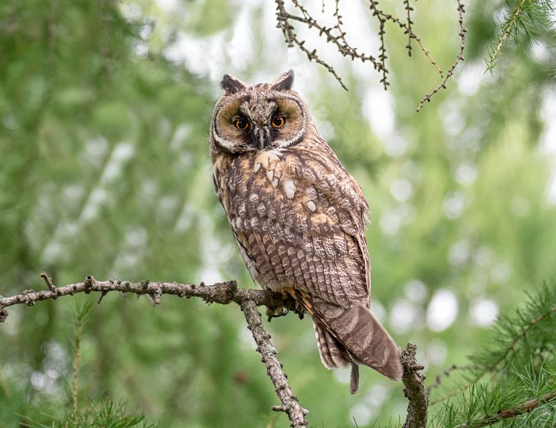 птица, сова, ушастая, Ушастая..photo preview