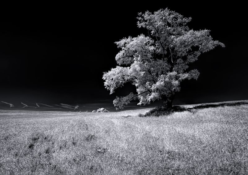 infrared, ик-фото, инфракрасное фото, инфракрасная фотография, пейзаж, лето В летнем полеphoto preview