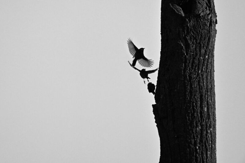 птица взлёт Земля, прощай!photo preview