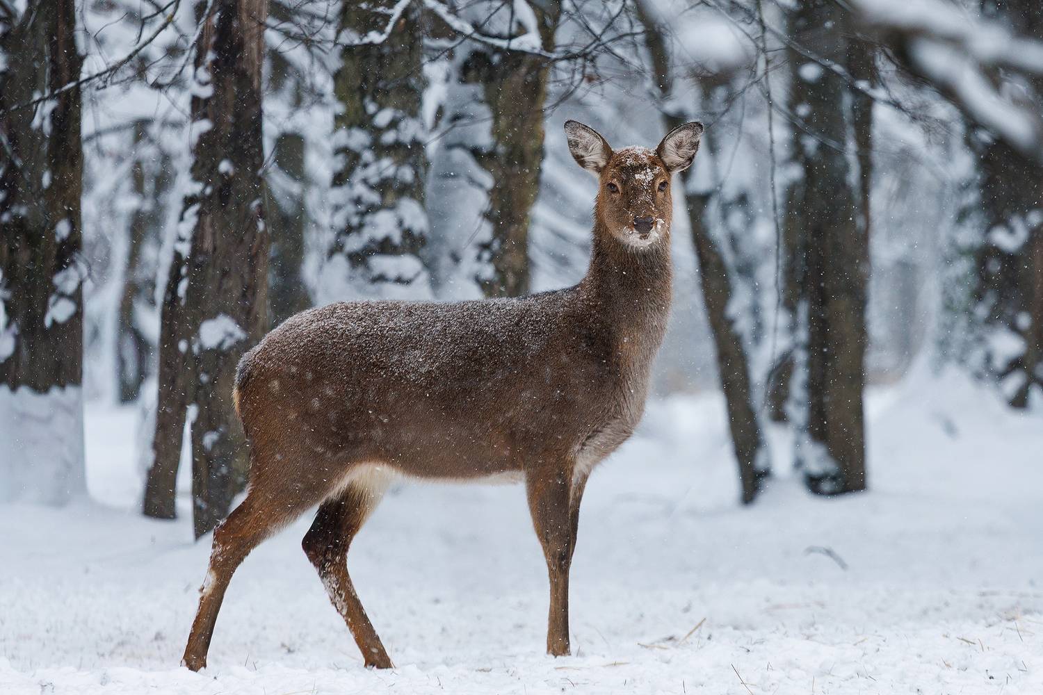 олень, зима, лес, снег, Кочкин Владимир