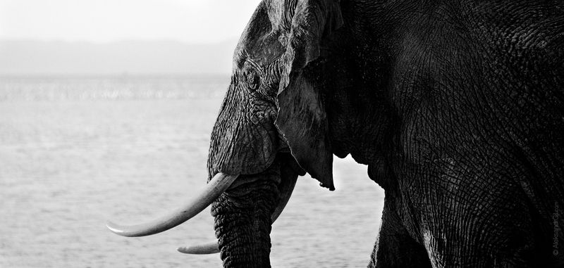 слон, африка, бивни, амбосели, сафари, озеро Мудрый слон photo preview