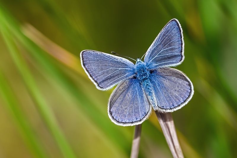 насекомые, бабочка, голубянка, икар, лето * * *photo preview