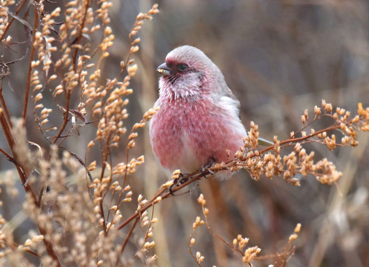 , Белоусов Михаил